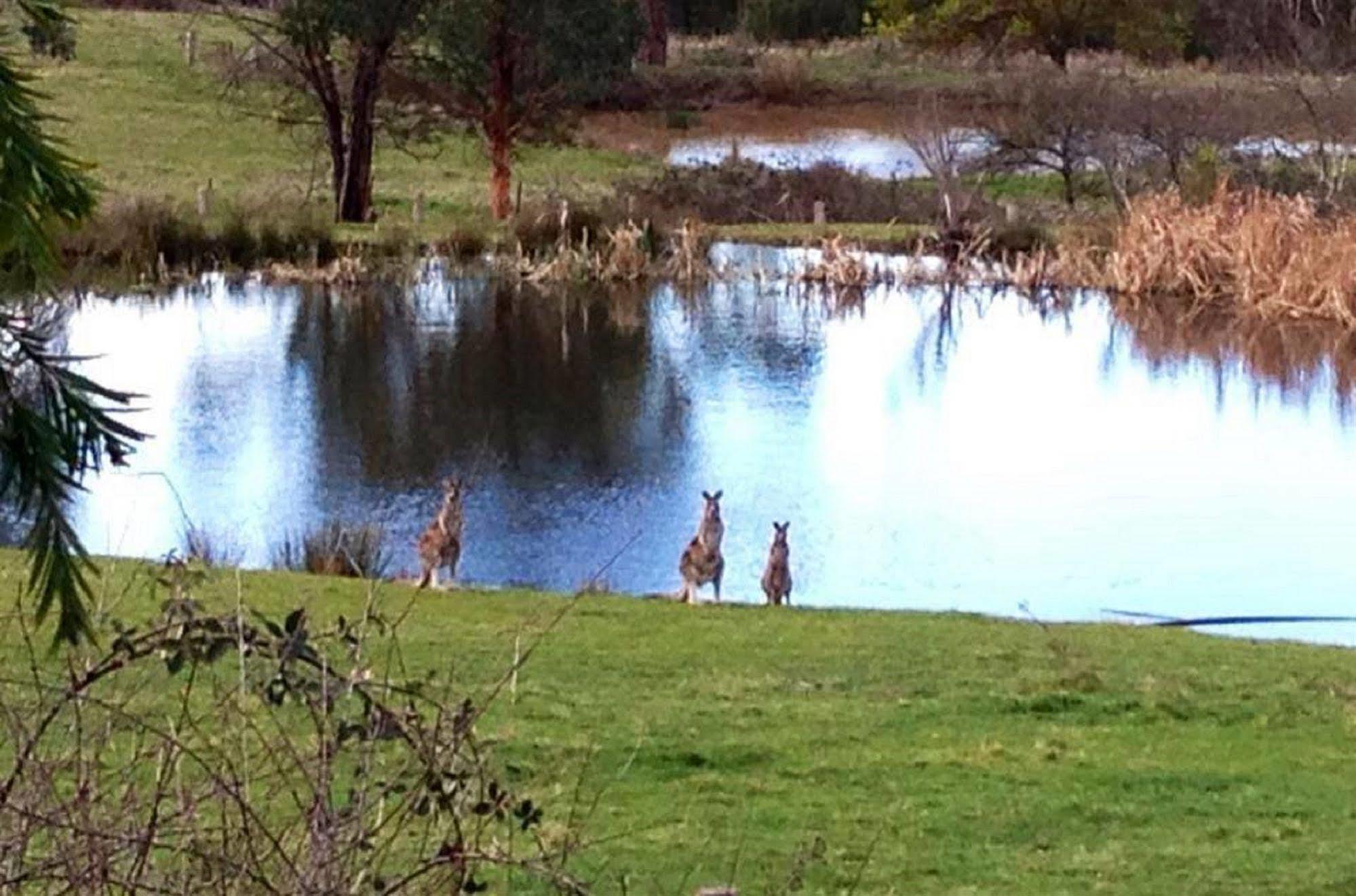 Australian Home Away @ Wonga Park Brushy Creek Eksteriør billede